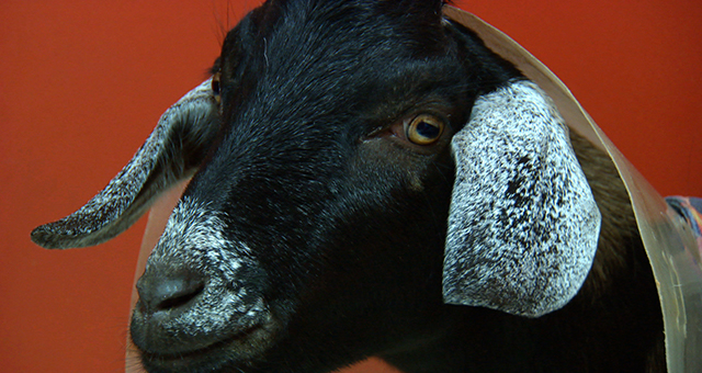 排尿トラブル！ヤギを救え (原題: Let Me Clear My Goat)の写真