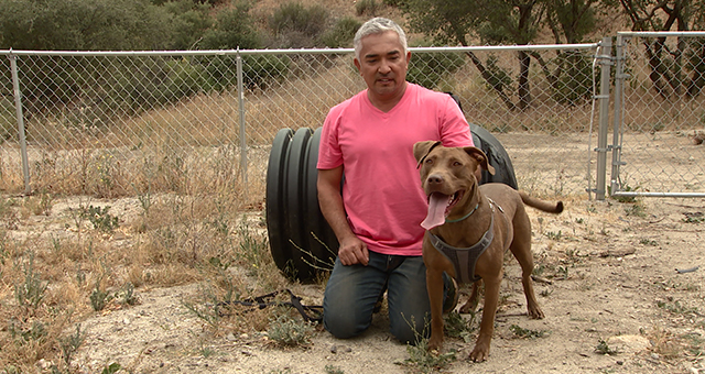 船の上に暮らす犬 (原題: The Biggest Loser)の写真
