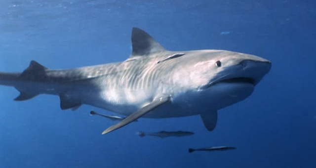 足を食われた漁師 (原題: Revenge of The Reef Shark)の写真