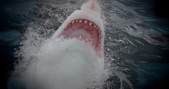 下から突進された研究者 (原題: Great White Invasion)の写真