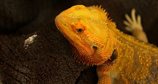 心肺停止！マーモセットを救え (原題: Sumo Dragon)の写真