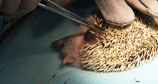 ふらつき症候群！ハリネズミを救え (原題: Wibbly Wobbly Hedgehog)の写真