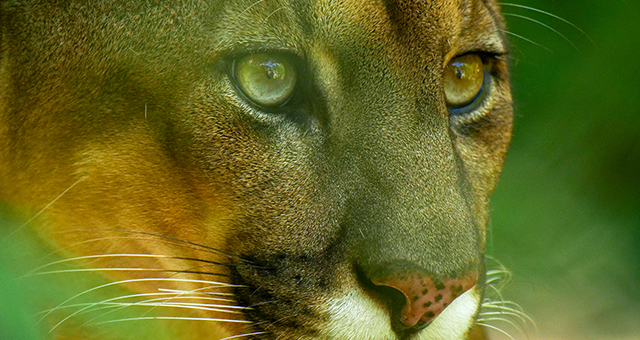動物たちの戦場 (原題: Predator Battleground)の写真