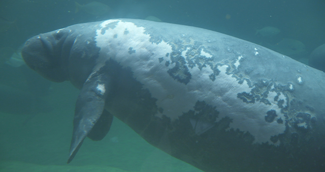 マナティーの新しい家族 (原題: Stand By Your Manatee)の写真