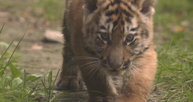 動物の赤ちゃんたち (原題: Bringing Up Baby!)の写真