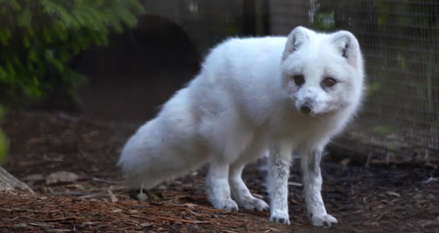 チーターの赤ちゃんがやって来た (原題: Love Is A Cheetah Cub)の写真