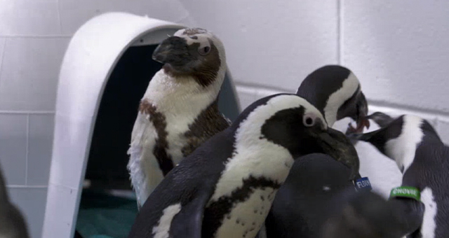 換羽期のペンギン (原題: Penguin's New 'do)の写真