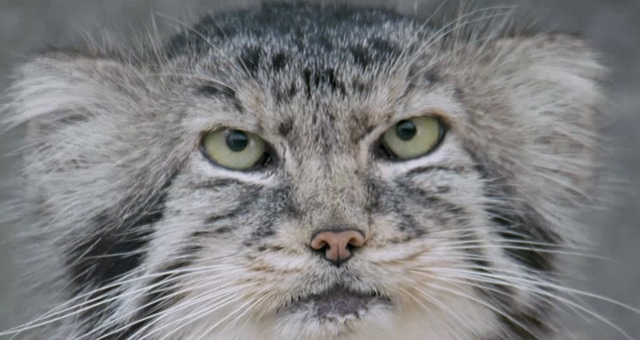 コロンバス動物園の新しい家族 (原題: Welcome To The Family)の写真