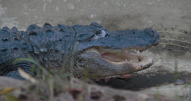 ワニの健康診断 (原題: Later, Gator!)の写真
