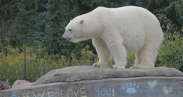 ホッキョクグマのお別れパーティー (原題: Polar Bear Palooza)の写真