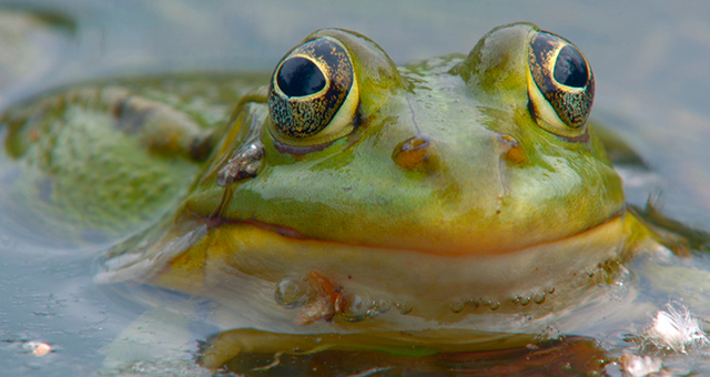 水に生きる (原題: Europe's Living Waters)の写真
