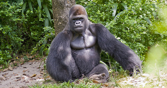 暴走動物 (原題: Animals Behaving Badly)の写真