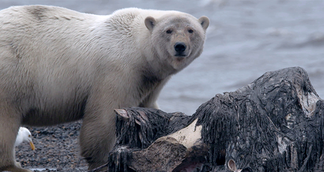 ホッキョクグマと共存する島 (原題: Ice Bear Siege)の写真
