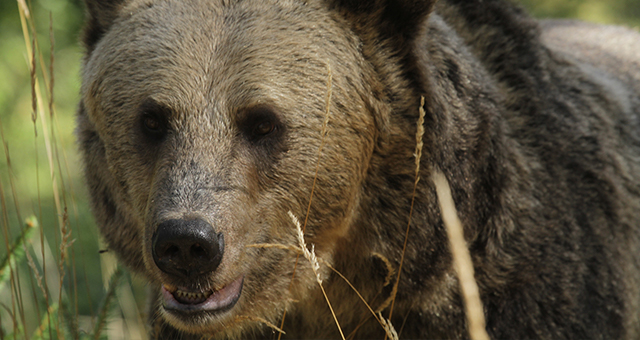 生きるための闘い (原題: Grizzly Battleground)の写真