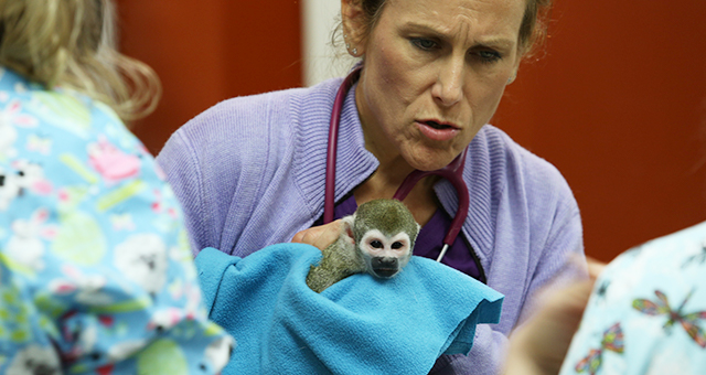 お寿司大好き！？リスザルを救え (原題: Sushi Eating Squirrel Monkey)の写真