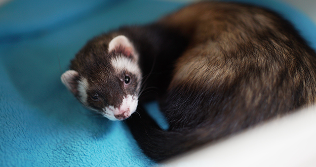正体不明のエサ！フェレットを救え (原題: My Ferret Ate What?)の写真