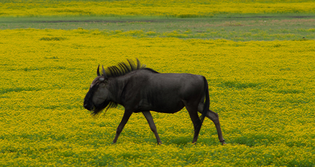 草原に生きる (原題: Grasslands)の写真