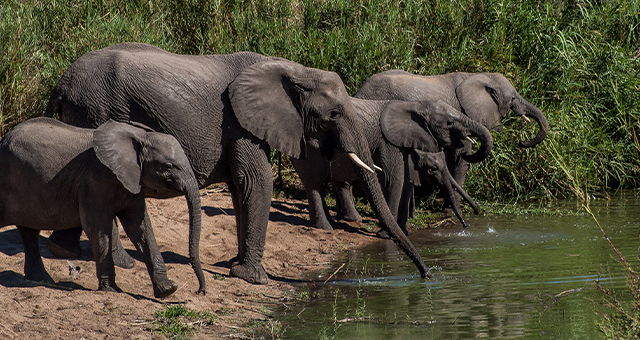 肉食獣の子育て (原題: Bushveld)の写真