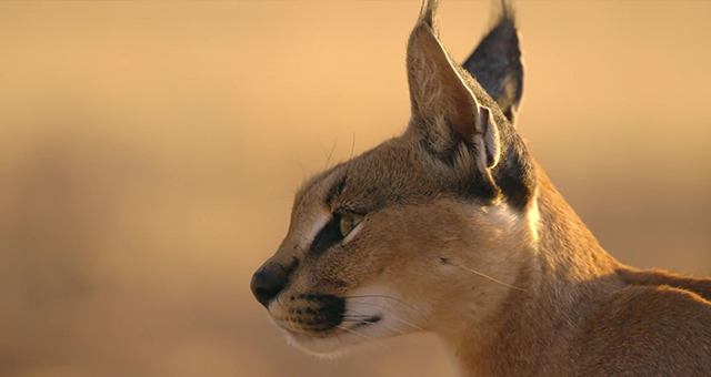 カラカル (原題: Caracal)の写真