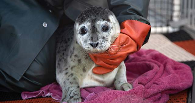 ゼニガタアザラシの旅立ち (原題: Seal Pup Voyage)の写真