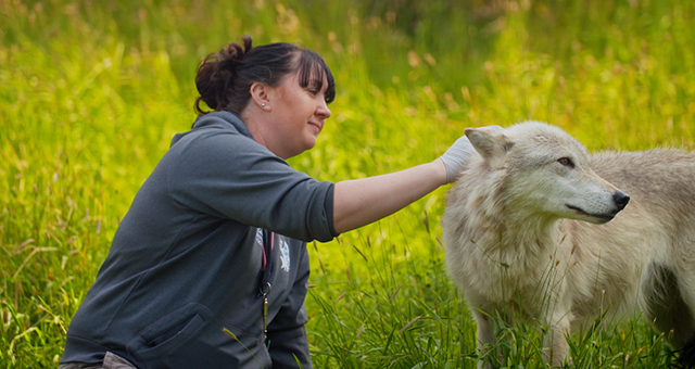 オオカミの謎の傷と飼育員の推理 (原題: Wolf Watch)の写真