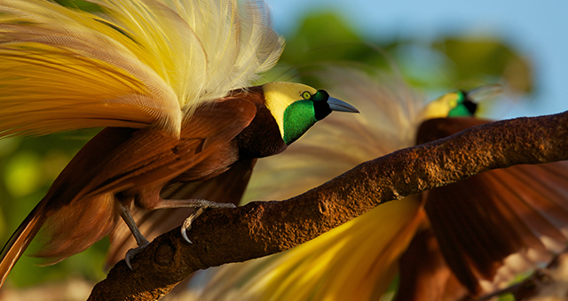 極楽鳥 (原題: Birds of Paradise)の写真