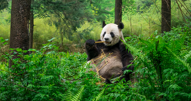 パンダ (原題: Panda)の写真