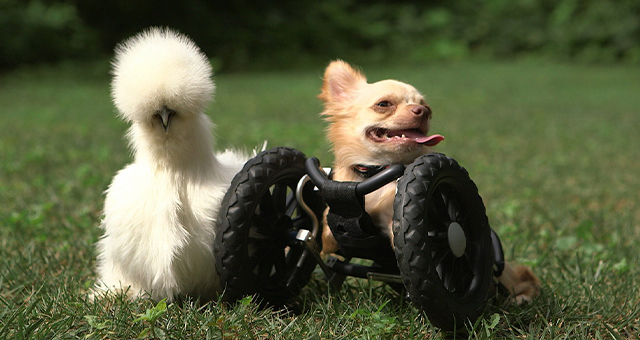 動物病院の人気者 (原題: The Chihuaua And The Chicken)の写真