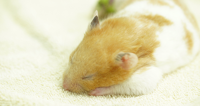 繊細な命！赤ちゃんアライグマを救え (原題: Hide N' Snake)の写真