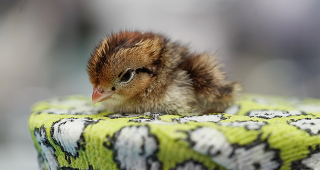 太鼓腹に大苦戦！？ミニブタを救え (原題: All's Quail That Ends Well)の写真