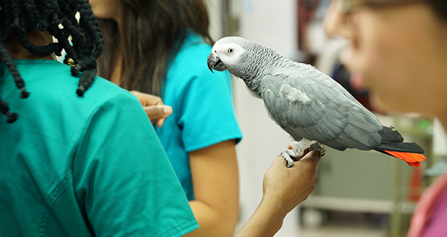 饒舌な珍鳥！ヨウムを救え (原題: A Reptile Dysfunction!)の写真