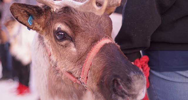 トナカイと走ろう (原題: Running With Reindeer)の写真