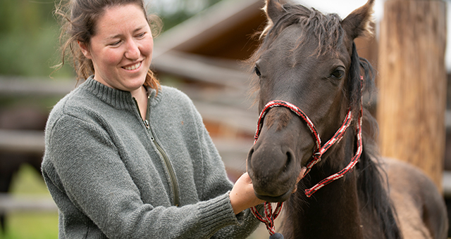 子馬の再出発 (原題: A Hoarse Horse)の写真