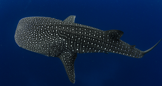 アジア太平洋のサンゴ礁 (原題: Coral Kingdom)の写真