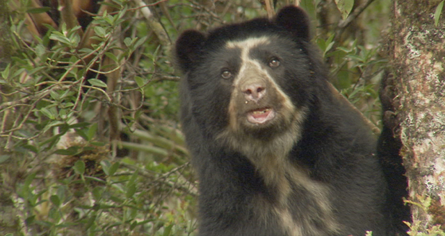 エクアドルとアンデス山脈 (原題: Secret Creatures of The Andes)の写真