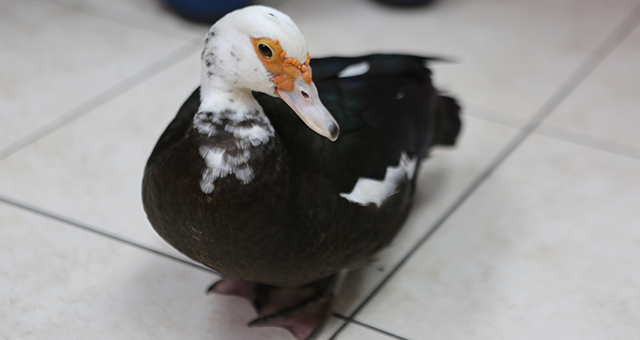 甘い果実の誘惑？ミニブタを救え (原題: What The Duck?)の写真