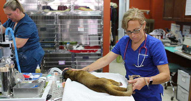 いざ旅立ちの時！キンカジューを救え (原題: Kinkajou On This!)の写真