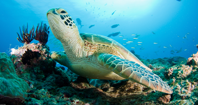 カメ (原題: Turtle)の写真