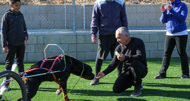 同居猫を狙う犬 (原題: Dogs Vs Cats)の写真