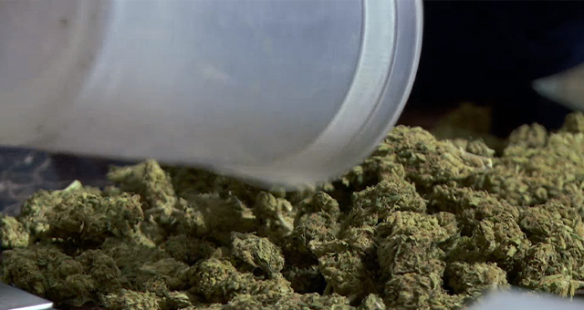 エメラルド・トライアングル (原題: Marijuana Mayhem)の写真