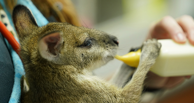 かわいい生き物選手権！ワラビーを救え (原題: I Wallaby Your Baby!)の写真