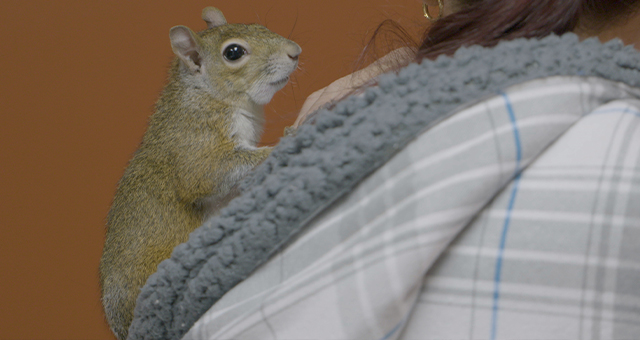 ほえる小獣？プレーリードッグを救え (原題: Sick As A Prairie Dog)の写真
