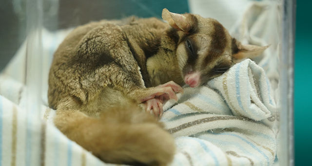 救世主現る！フクロモモンガを救え (原題: Sugar Glider Honey Bunch)の写真