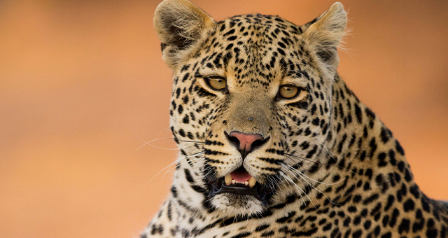 ヒョウの一族 (原題: A Leopard’s Tale)の写真