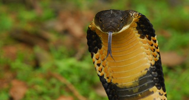 猛毒＆締め技使いのテクニシャン (原題: Super Serpents)の写真