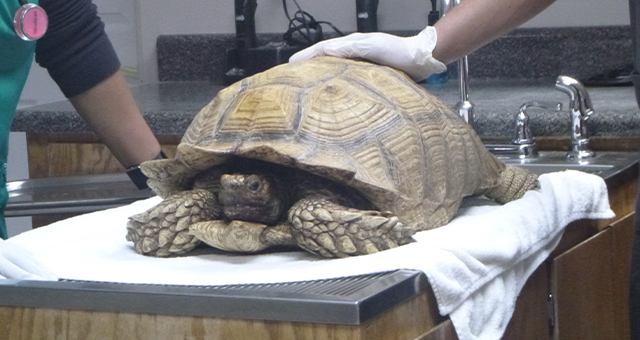 カメと毛がない猫 (原題: Tortoise And The Hair... Less Cat)の写真