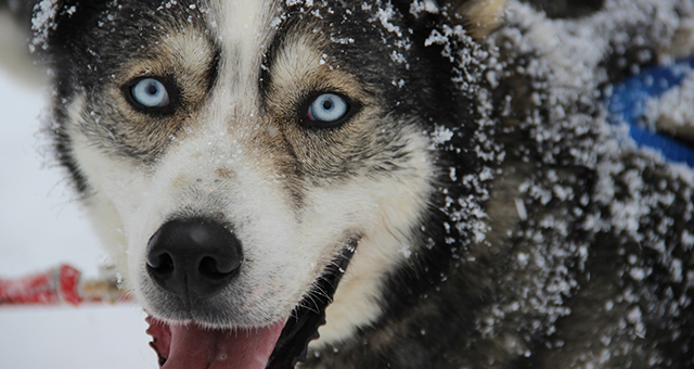 動物病院のバレンタイン (原題: Baby, It's Cold Outside)の写真