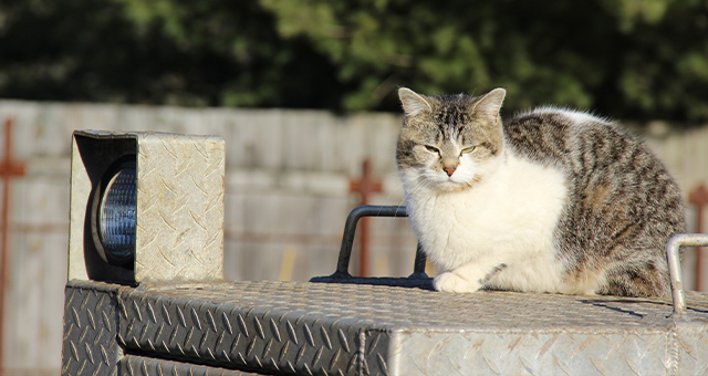 名探偵ブレンダ (原題: Cat In The H.A.T.S.)の写真