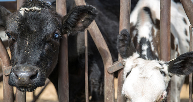 動物病院はモー大変 (原題: Here's Looking At Moo)の写真