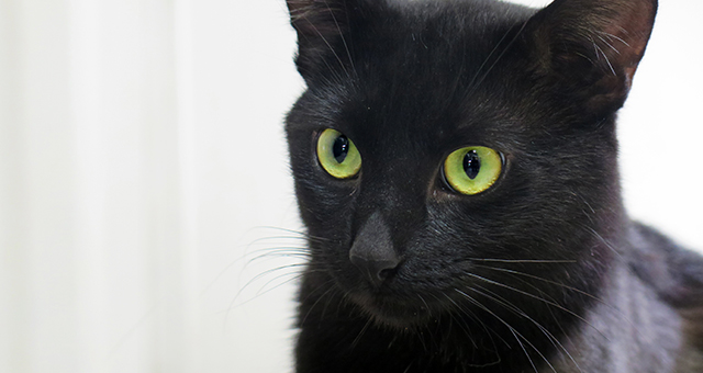 クリニックの看板猫 (原題: Hooked On A Feline)の写真